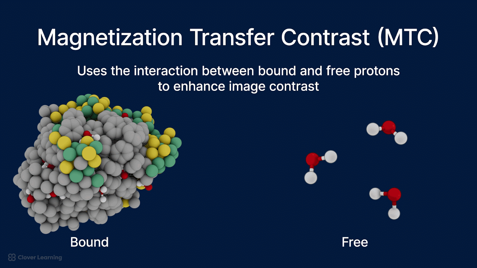 MRI_magnetization-transfer-contrast_gif